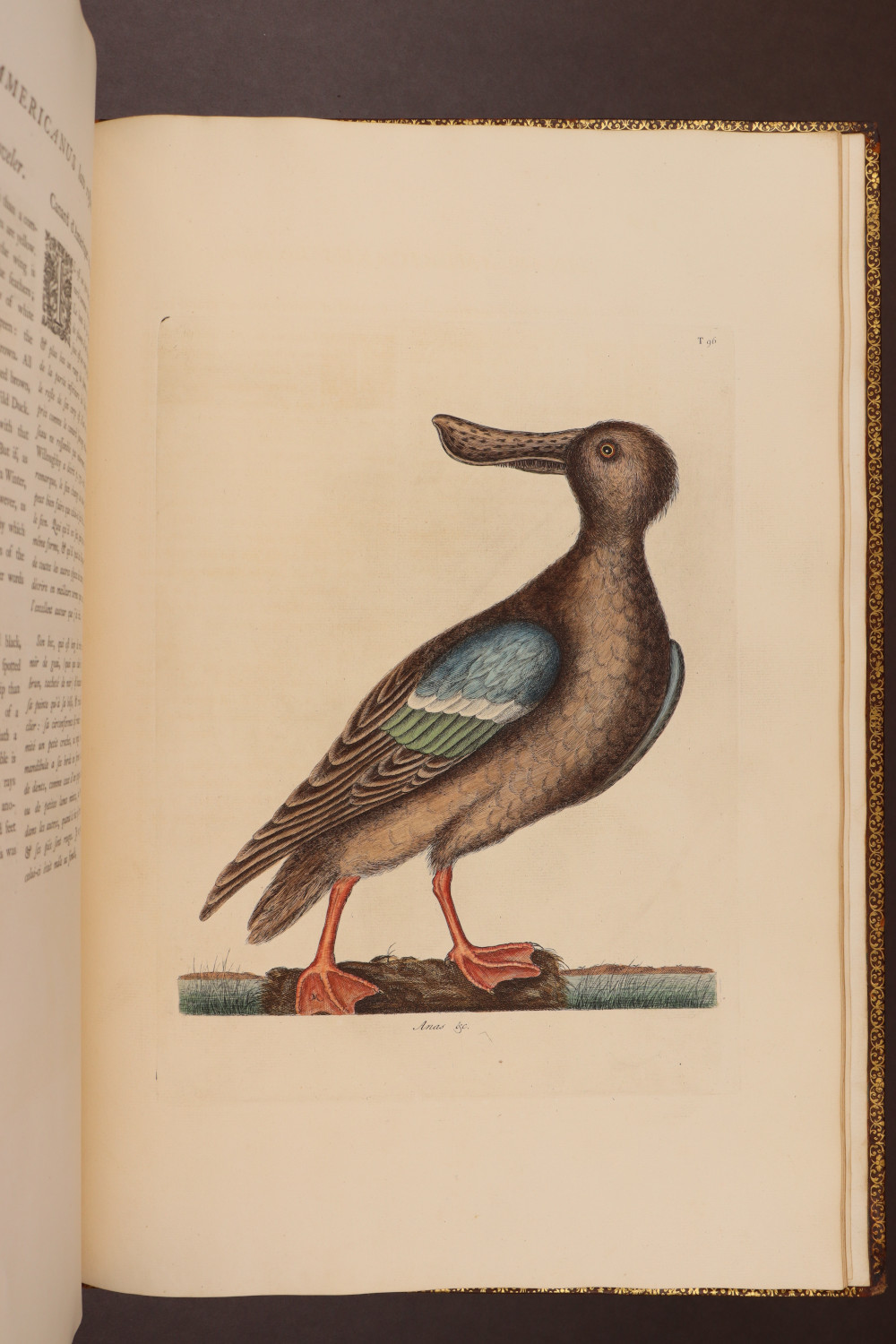 Plate 96